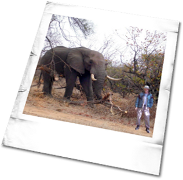Elephant Photo